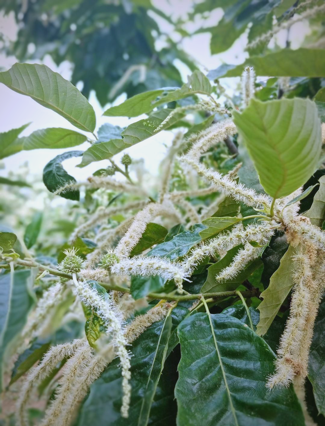 ?麜的简单介绍